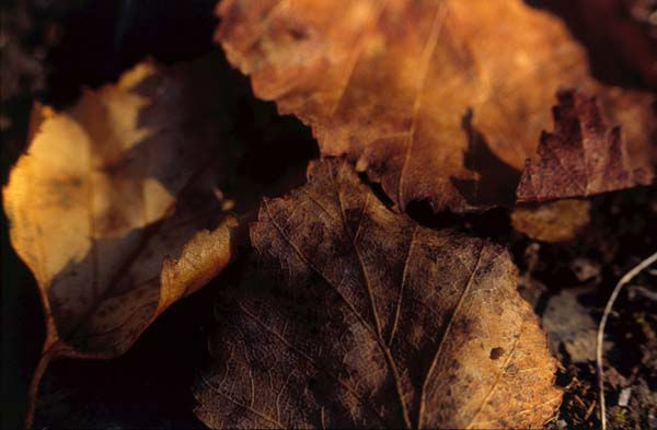 Hojarasca Naturaleza Color (Química)