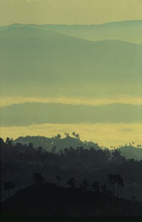 Selva gallega 2