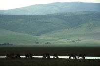 Ngorongoro