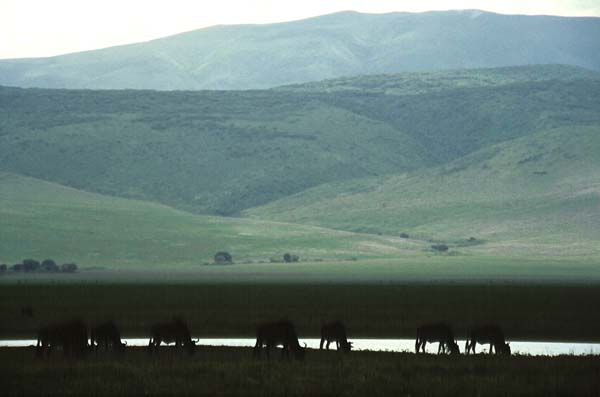 Ngorongoro Travel Color (Manual)