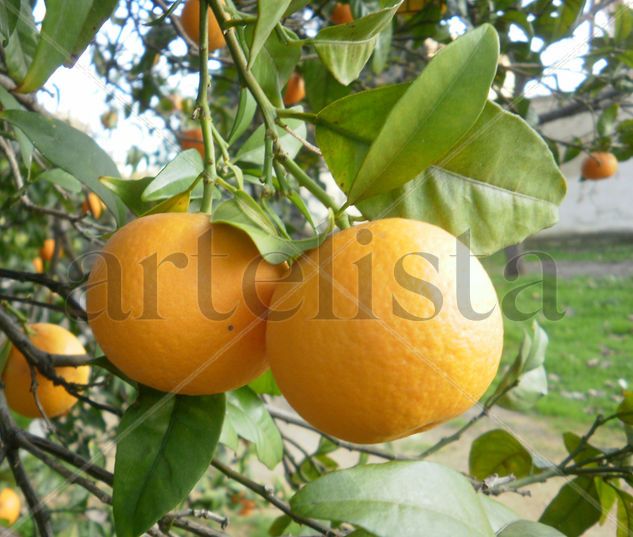 Naranjas Arquitectura e interiorismo Color (Digital)