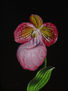 39-ORQUÍDEA