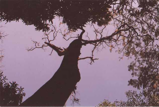 La vida en un árbol Naturaleza Técnicas alternativas