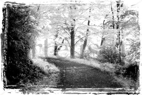 Camino