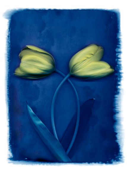 Tulipanes azul