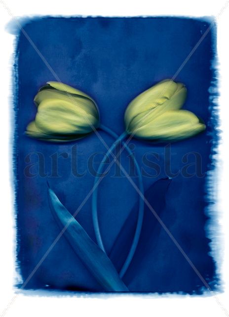 Tulipanes azul