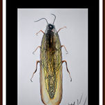 Psico-insectos thumbnail 1