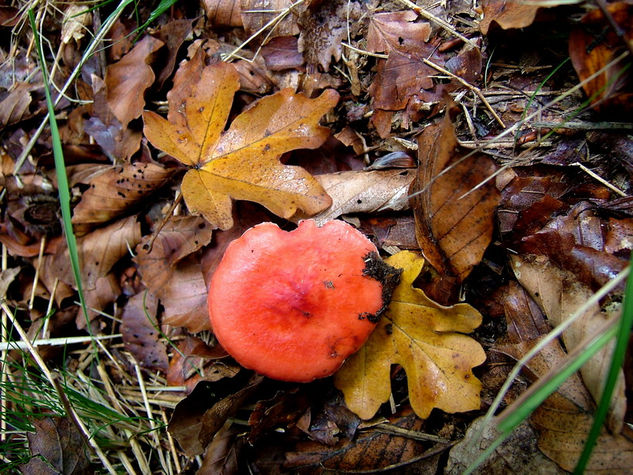 Composición de otoño Other Themes Color (Digital)