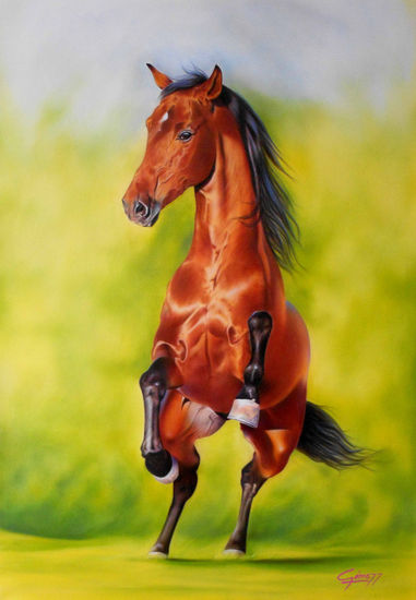 caballo dpts Others Canvas Animals