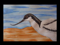 Avoceta