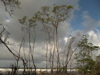 Calero de costa rica