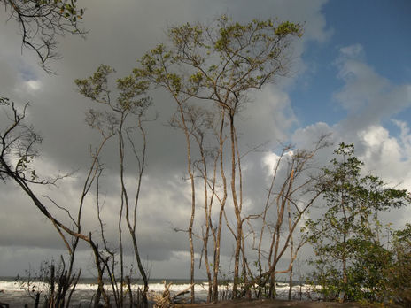 Calero de costa rica
