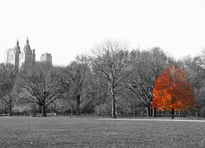 árbol de Central Park