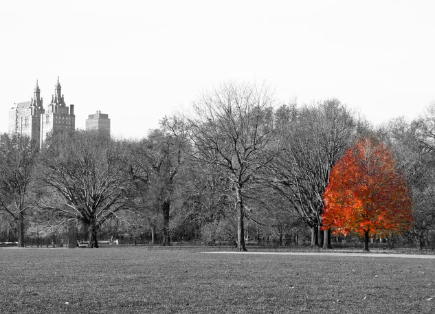 árbol de Central Park Travel Color (Digital)