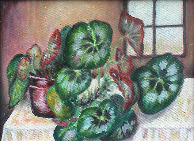 Planta Oil Canvas Still Life Paintings