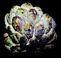 Sugar apple