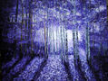 SERIE BOSQUES