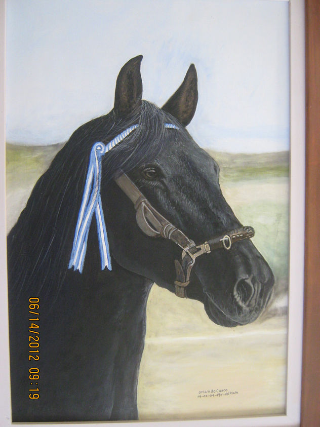 caballo criollo argentino