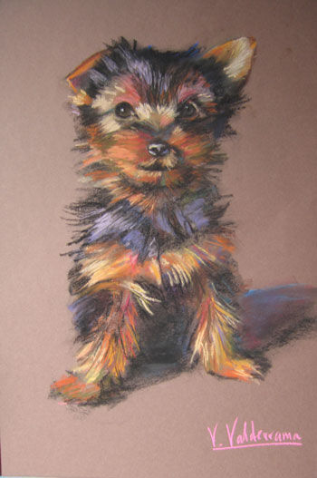 Yorki Pastel Papel Animales