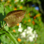 fotografia thumbnail 2