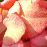 fotografia thumbnail 1