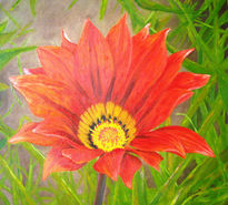 Gazania