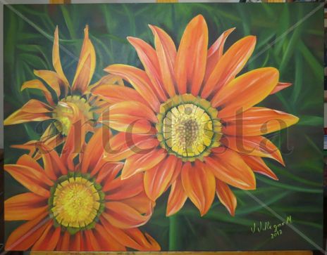 Gazanias-II