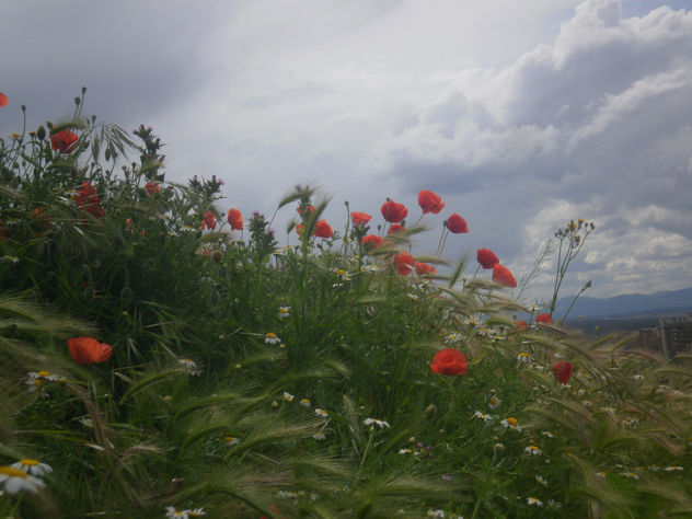 "La otra tarde vi llover ..." 1