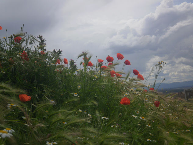 "La otra tarde vi llover ..." 1 Nature Color (Digital)