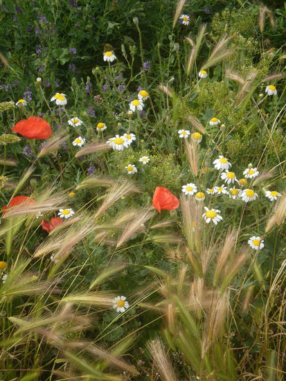 "La otra tarde vi llover ... "3 Nature Color (Digital)