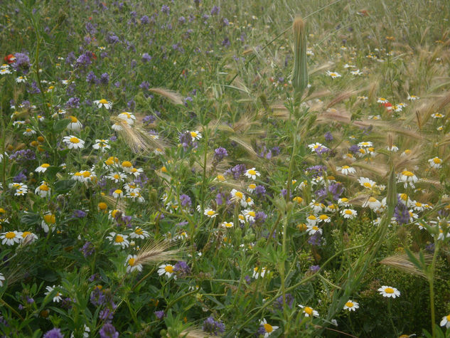 "La otra tarde vi llover ..." 4 Nature Color (Digital)