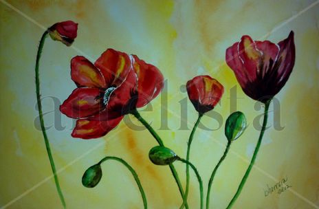 Amapolas2