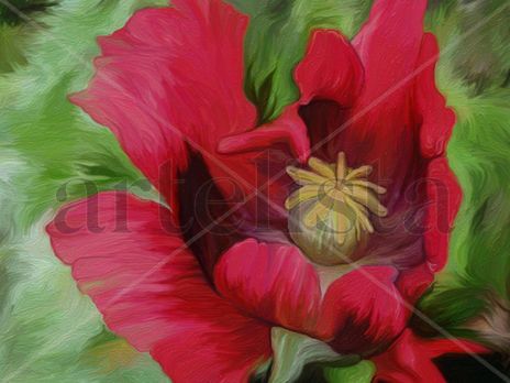 Amapola