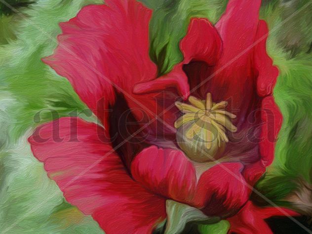 Amapola