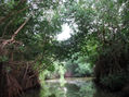 MANGLARES DE TACARIGUA
