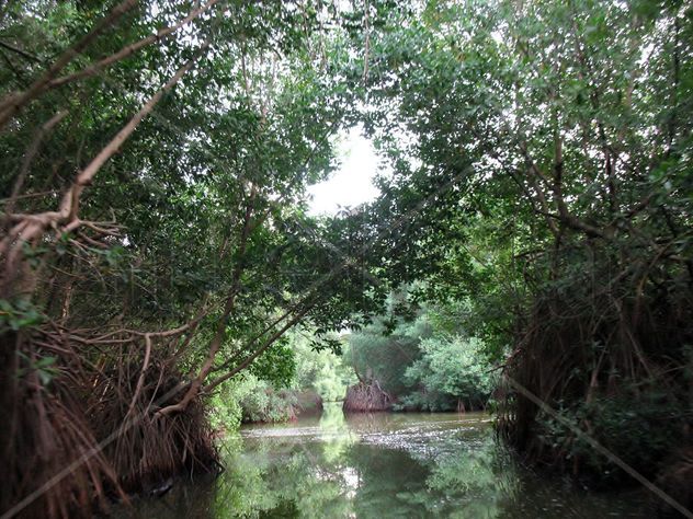 MANGLARES DE TACARIGUA