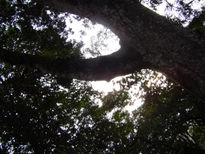 Soledad bajo el arbol