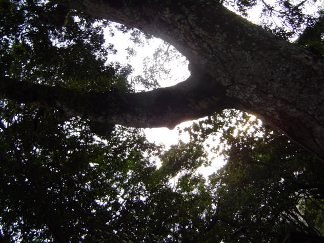 soledad bajo el arbol