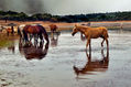 caballos en Cornalvo Badajoz