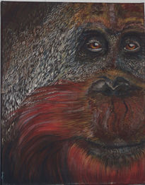 Orangutan