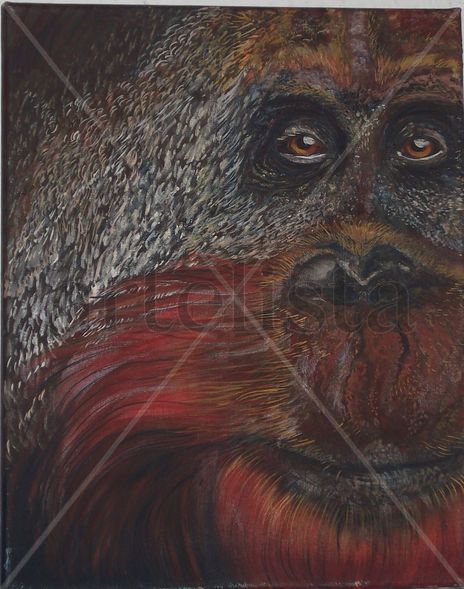 Orangutan