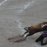 Toros thumbnail 1
