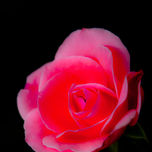 Flores thumbnail 1