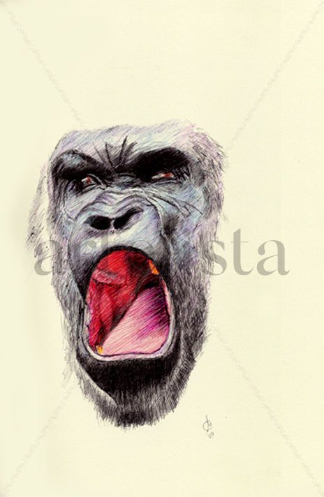 Silverback Gorilla