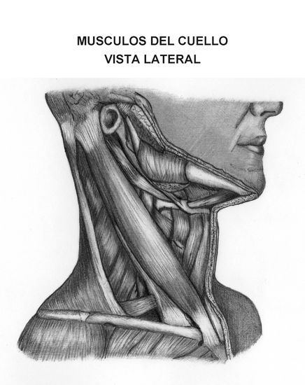 Musculos del cuello vista lateral. Lápiz