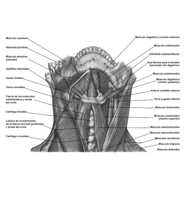 compartimiento prevertebral retocada