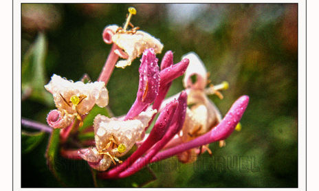 Natura