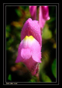 Orquídea silvestre