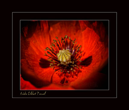 Amapola