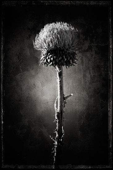 Naturareza - I Still lifes Black and White (Digital)